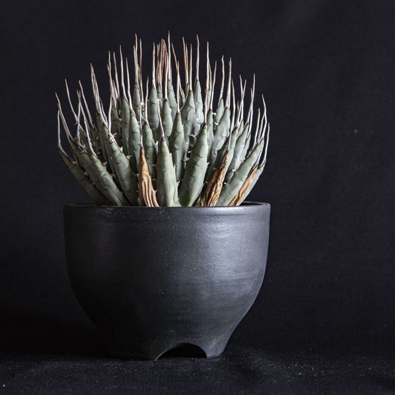 アガベ ユタエンシス エボリスピナ Agave utahensis eborispina | ...