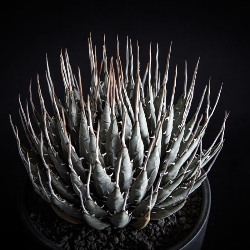 アガベ ユタエンシス エボリスピナ Agave utahensis eborispina | ...