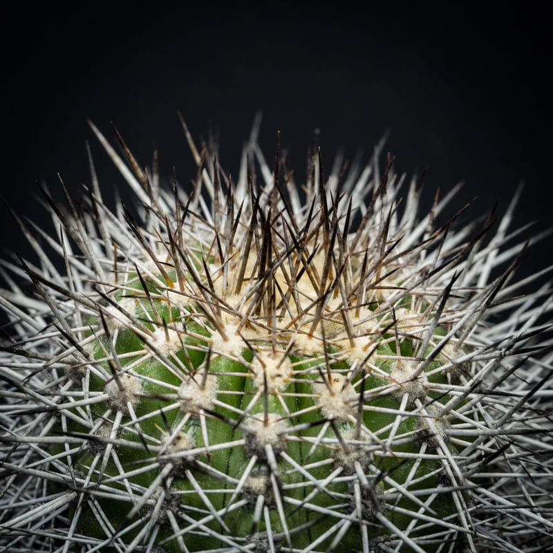 コピアポア ルペストリス Copiapoa rupestris | Bloomsbury PL...