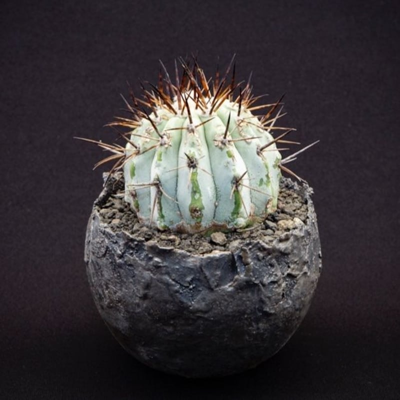 コピアポア黒王丸  Copiapoa cinerea  5頭　白肌　大サイズ