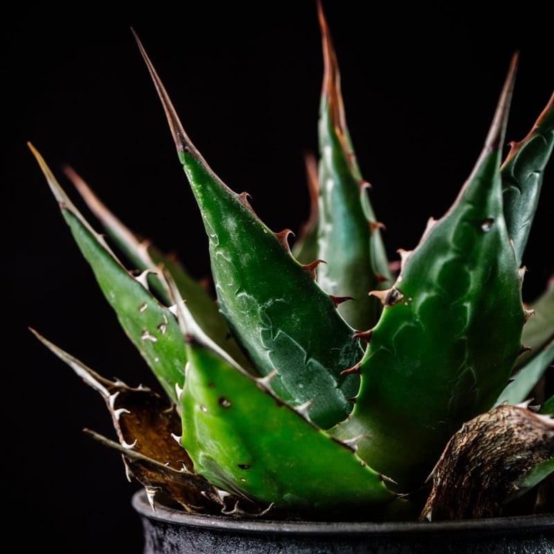 アガベ モンタナ Agave Montana | Bloomsbury PLANTS