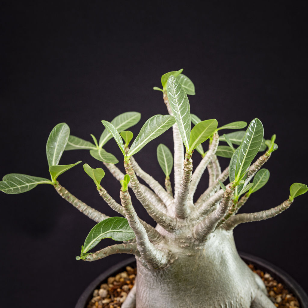 アデニウム タイソコトラナム Adenium Thai socotranum | Blooms...