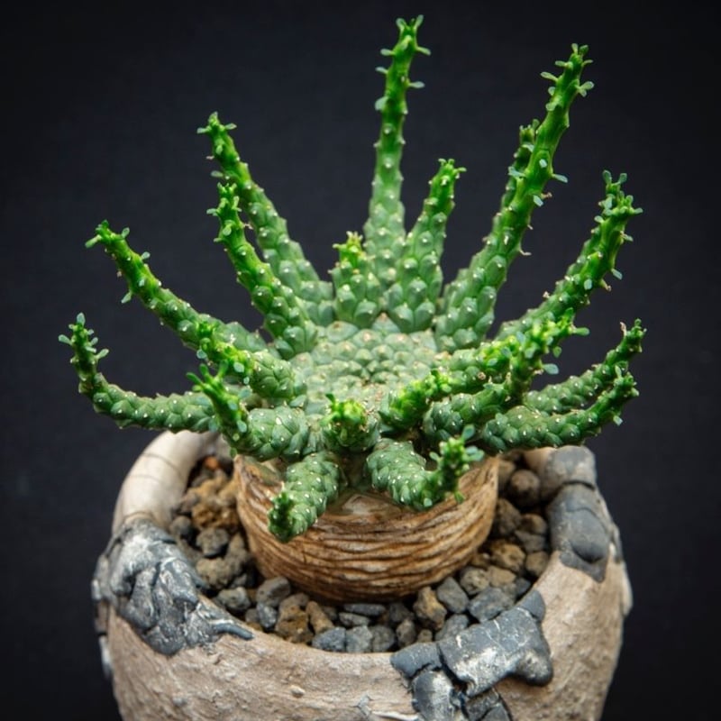 ユーフォルビア ゴルゴニス euphorbia gorgonis | Bloomsbury P...