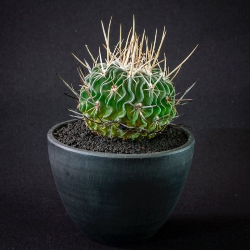 エキノフォスロカクタス 縮玉 Echinofossulocactus multicostatu...