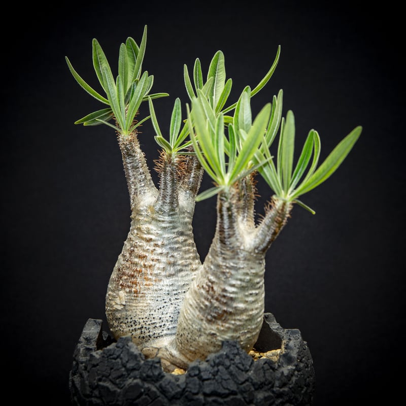 パキポディウム グラキリス ダブルヘッド Pachypodium rosulatum var....