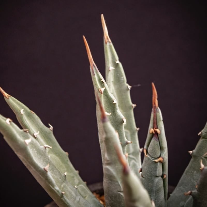 アガベ ユタエンシス エボリスピナ.2 Agave uthaensis var. ebori...