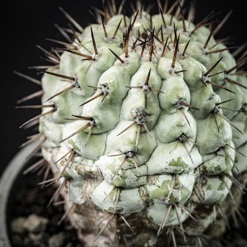 コピアポア　黒王丸  Copiapoa cinerea