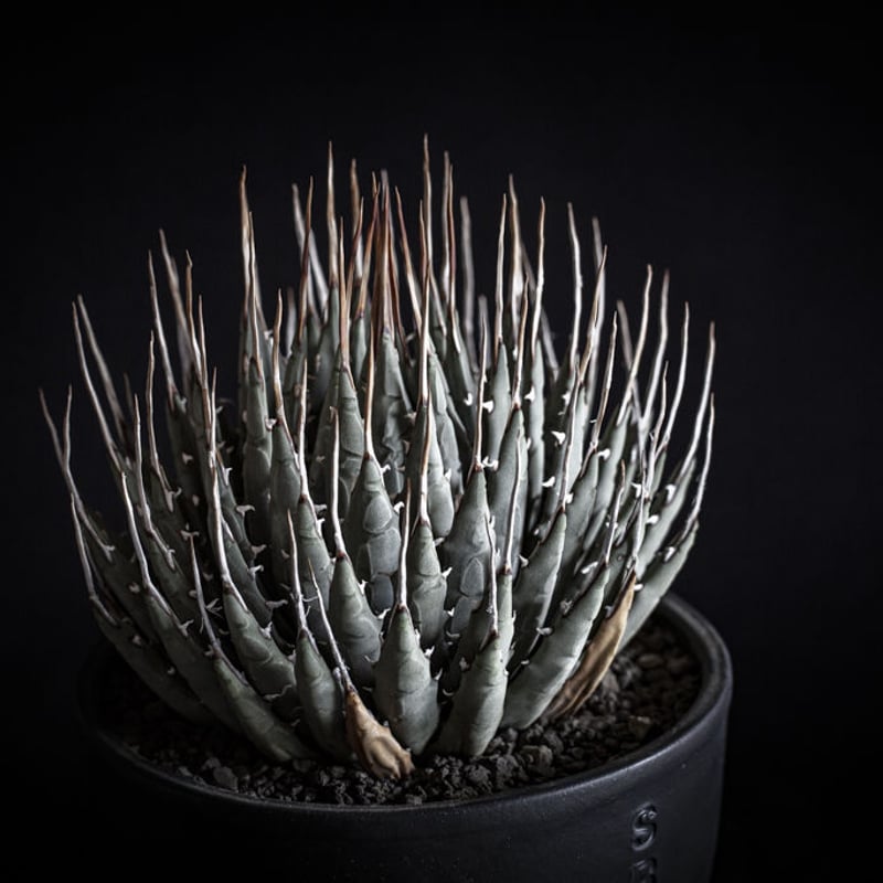 アガベ ユタエンシス エボリスピナ Agave utahensis eborispina | ...