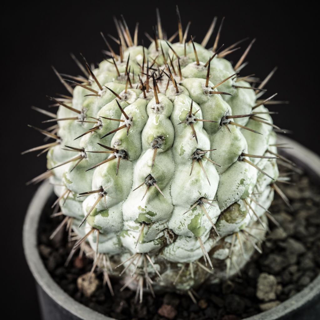 コピアポア シネレア 黒王丸 ミニカルパ Copiapoa cinerea var. mini...