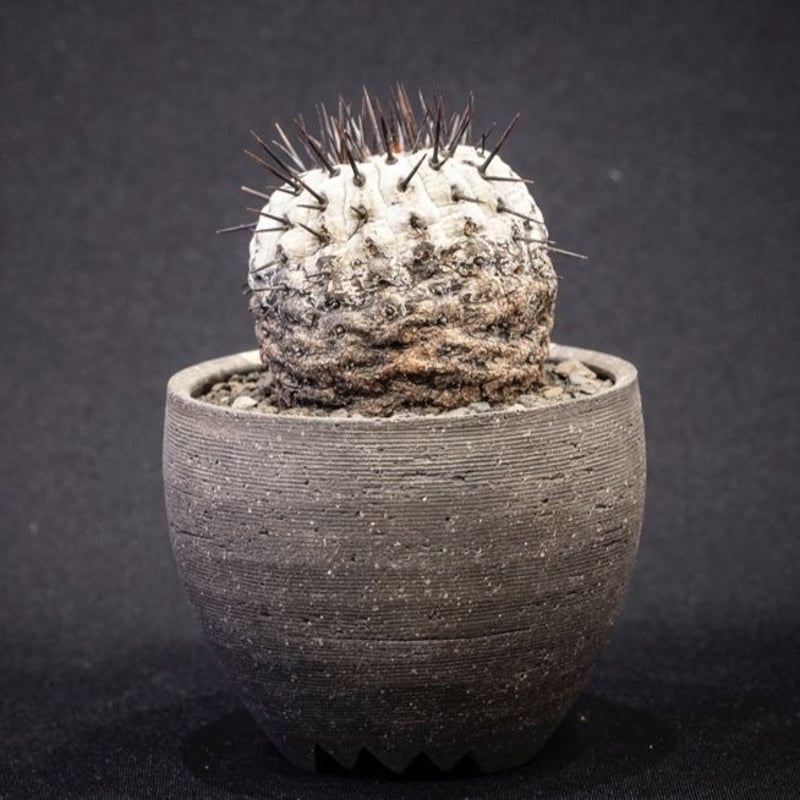 美株　選抜　Copiapoa　コピアポア    コルムナアルバ　孤竜丸