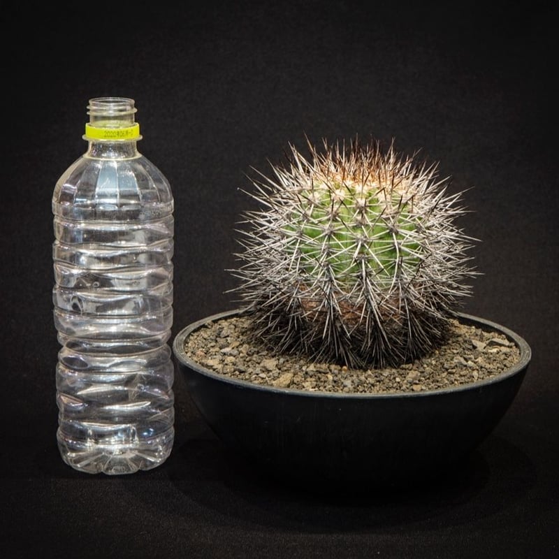 コピアポア ルペストリス Copiapoa rupestris | Bloomsbury PL...