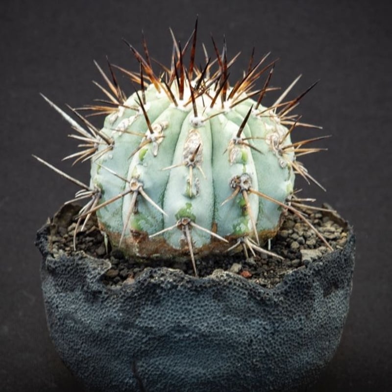 コピアポア シネレア 黒王丸 Copiapoa cinerea | Bloomsbury PL