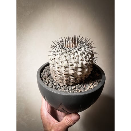 コピアポア シネラスケンス 竜牙玉　Copiapoa cinereascens