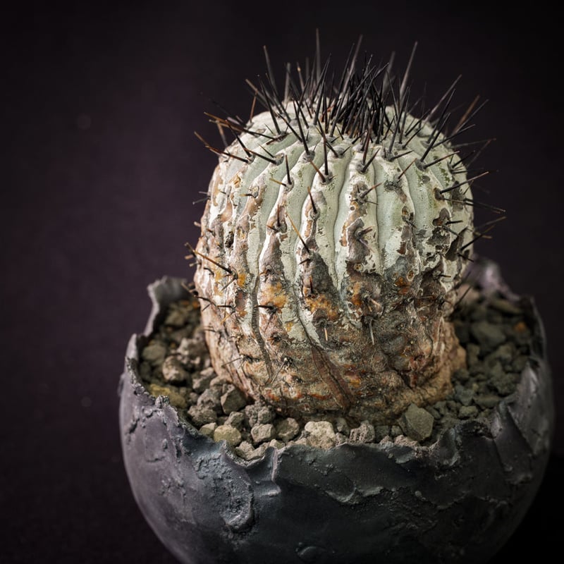 Copiapoa cinerea コピアポア シネレア  黒王丸 SRL