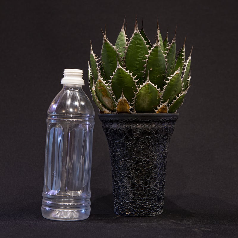 アガベ ホリダ Agave horrida | Bloomsbury PLANTS