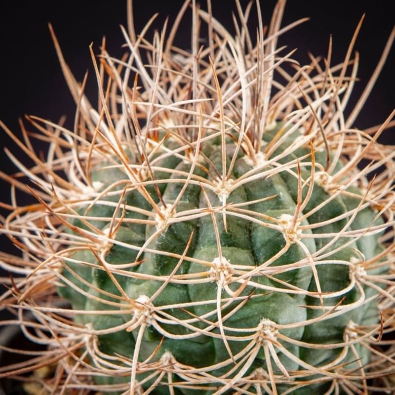 ギムノカリキウム摩天竜 Gymnocalycium mazanense | Bloomsbur...