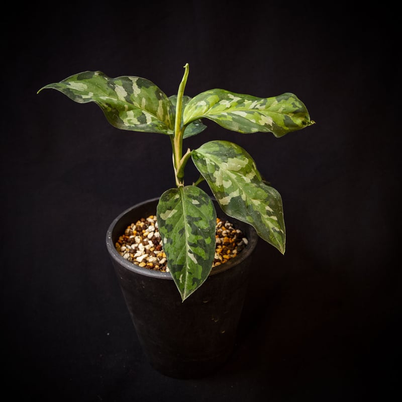 アグラオネマ”ピクタム トリカラー”.1 Aglaonema pictum tricolor