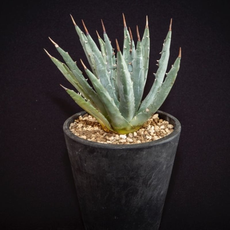 アガベ ユタエンシス エボリスピナ.2 Agave uthaensis var. ebori...