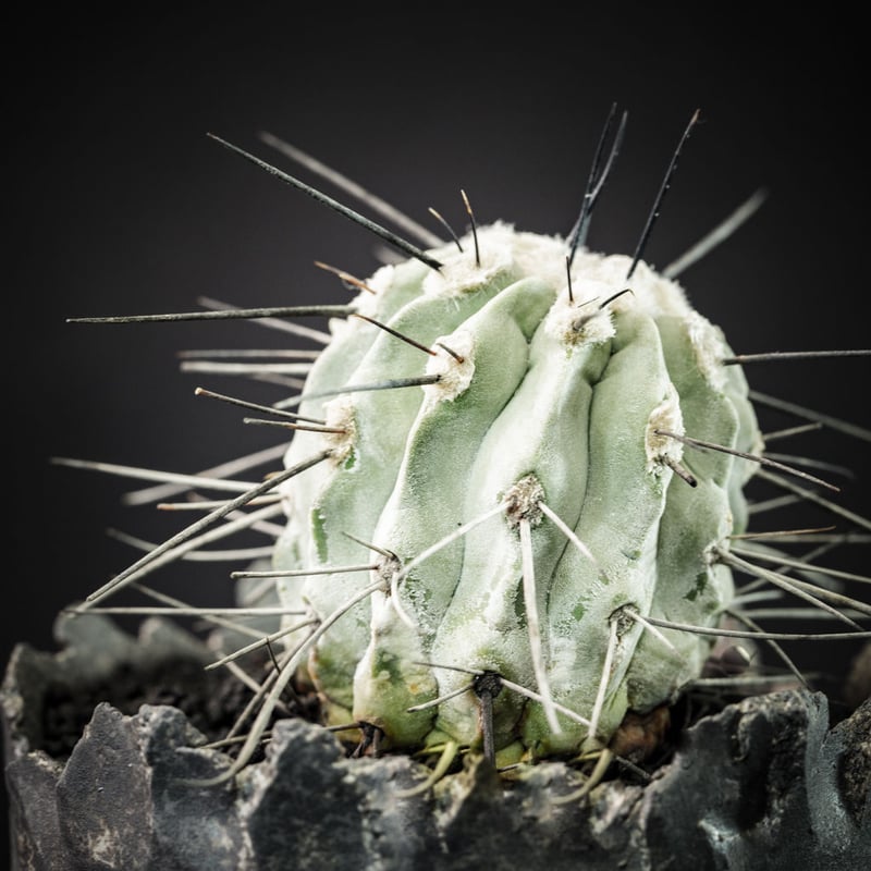 コピアポア シネレア 黒士冠 Copiapoa cinerea v. dealbata | B...