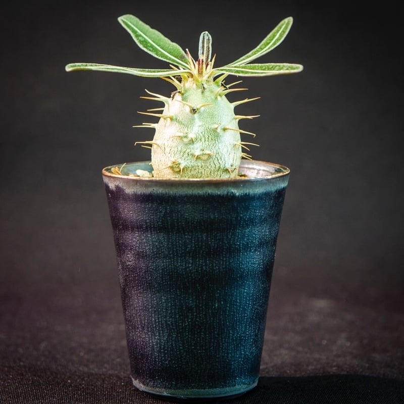 パキポディウム カクチペス Pachypodium rosulatum var. cactip...