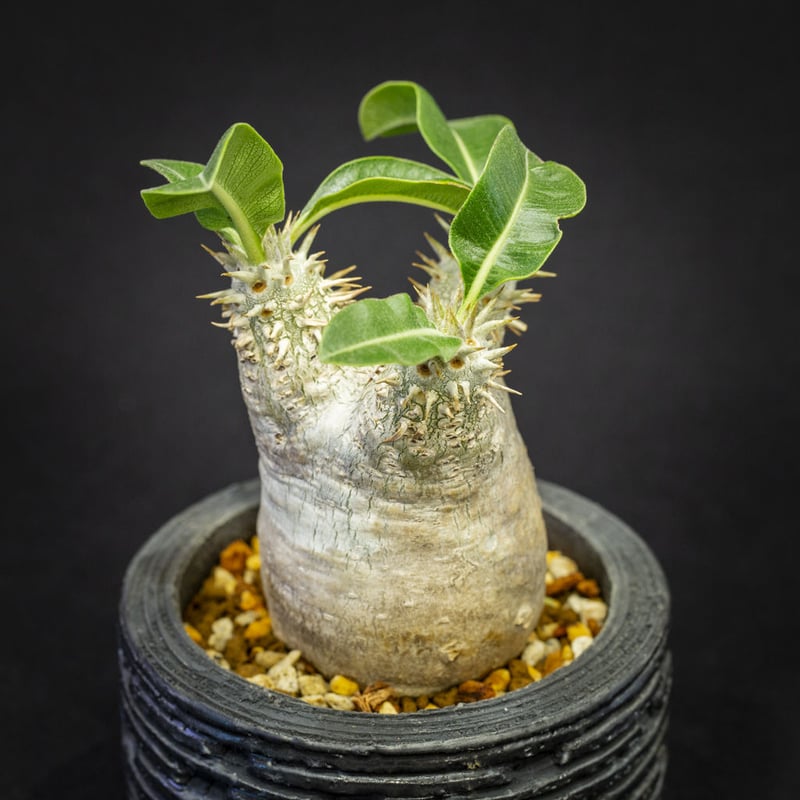 パキポディウム エブレネウム Pachypodium rosulatum var.eburne...