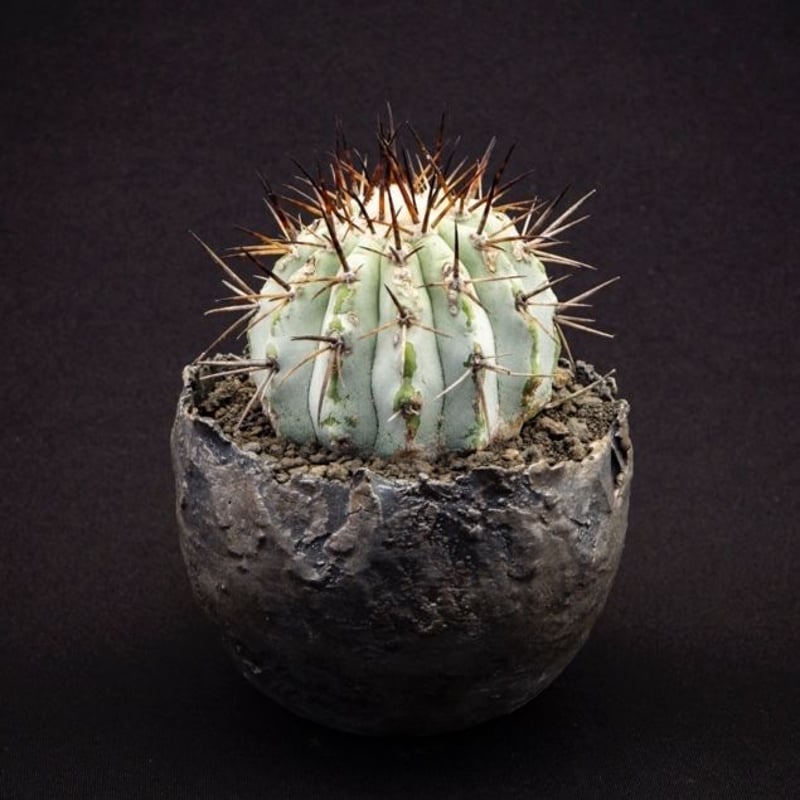 Copiapoa cinerea コピアポア シネレア  黒王丸 SRL