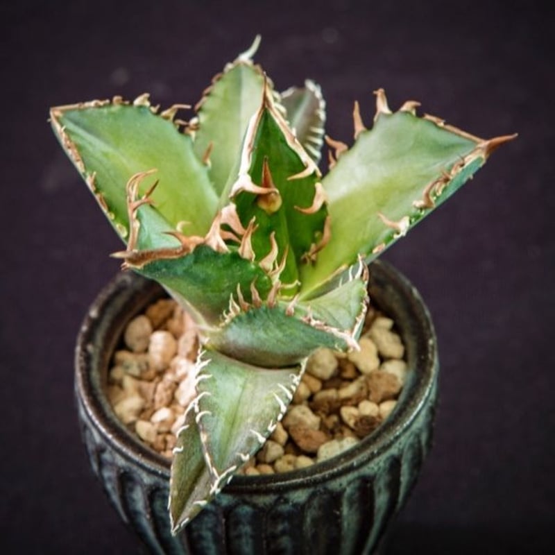 アガベ チタノタ レッドキャットウィーズル Agave titanota