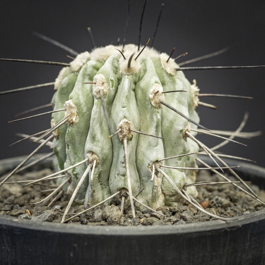 コピアポア シネレア 黒士冠 Copiapoa cinerea v. dealbata | B...