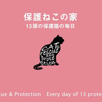 保護ねこの家サポート