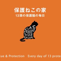 保護ねこの家サポート