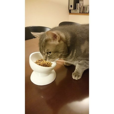 CoCoBowl　ココボウル　高さと角度がある陶器の食器　 (フードＭ1点× ウォーター Ｍ1点・セット) ワンちゃん、ネコちゃんの為の安全食器