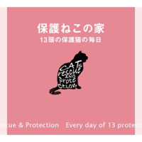 保護ねこの家サポート