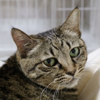 母猫が子猫を呼ぶ鳴き声バージョン2