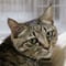 母猫が子猫を呼ぶ鳴き声バージョン2