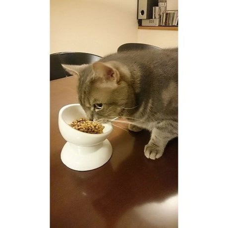 CoCoBowl　ココボウル　高さと角度がある陶器の食器　 (ウォーターボウル S) ワンちゃん、ネコちゃんの為の安全食器