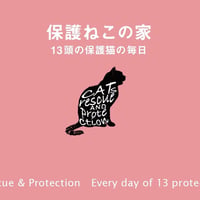 保護ねこの家サポート