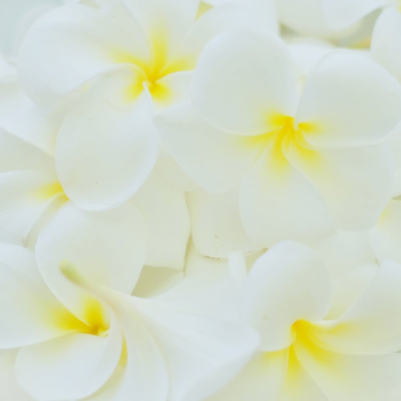 Plumeria water - シンガポールホワイト - | OHANA LAB