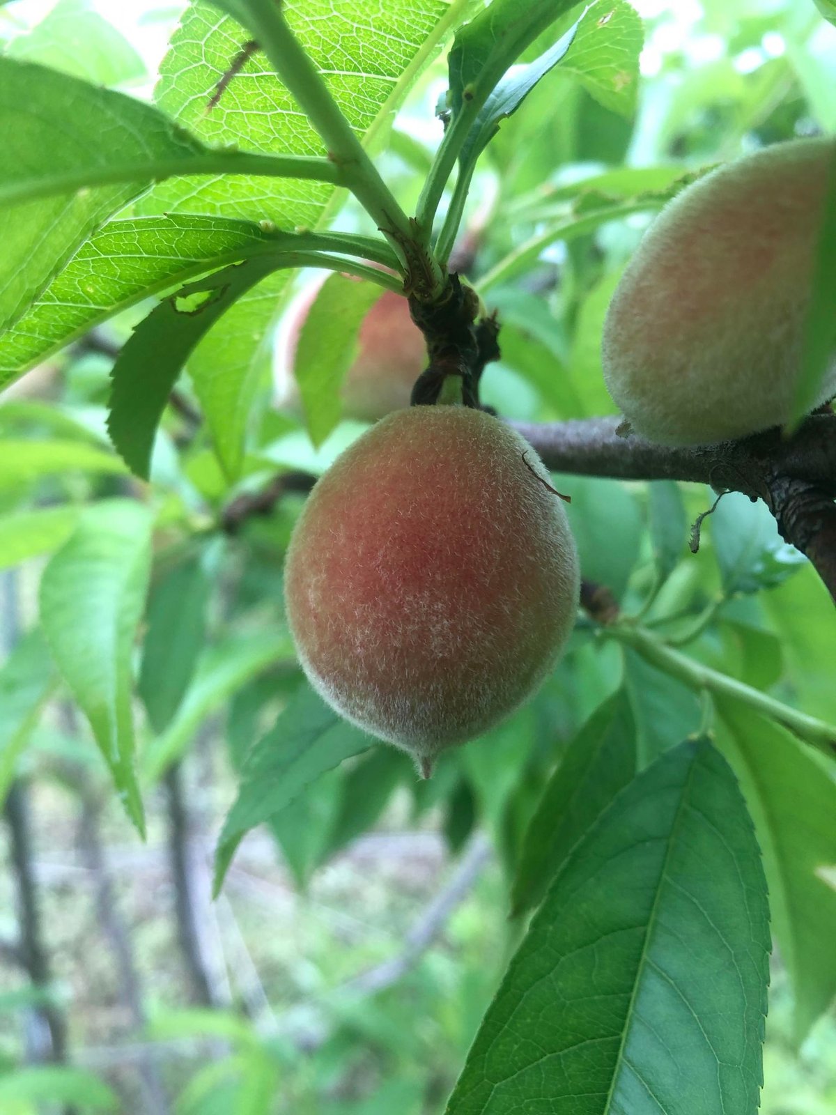 摘果桃10kg 加工用　日川白鳳 摘果桃10kg 加工用 日川白鳳 日川白鳳 ｜ 桃（もも／モモ）