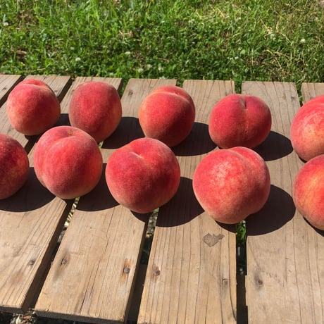 自然栽培　桃１０個（有機ＪＡＳ認証）