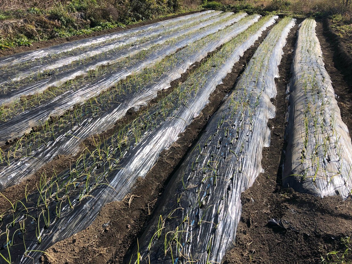 @みき　自然栽培　玉ねぎ　固定種　10キロ みき様専用 自然栽培 玉ねぎ 固定種 10キロ - メルカリ