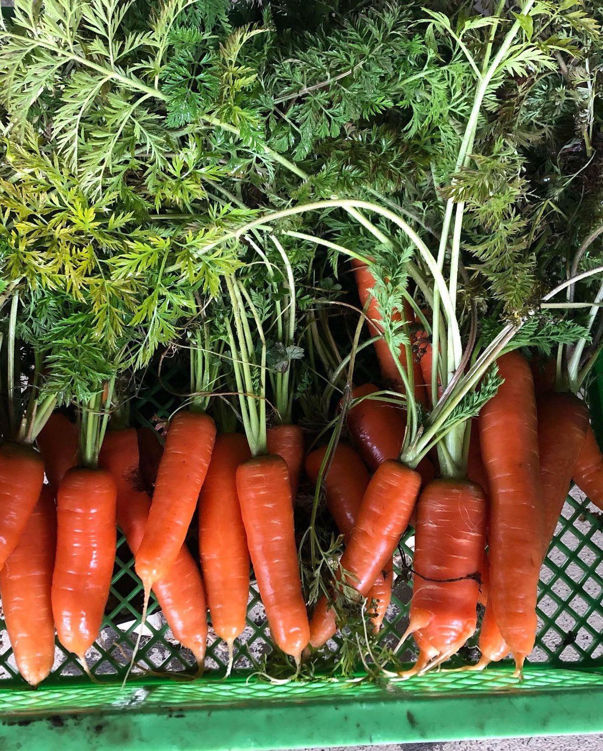 人参葉っぱ fit=scale-down,w=1200