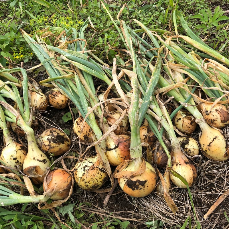 みの セット球栽培用種玉ねぎ1000個発送日(偶数日)指定可 みの セット球栽培用種玉ねぎ1000個発送日(偶数日)指定可