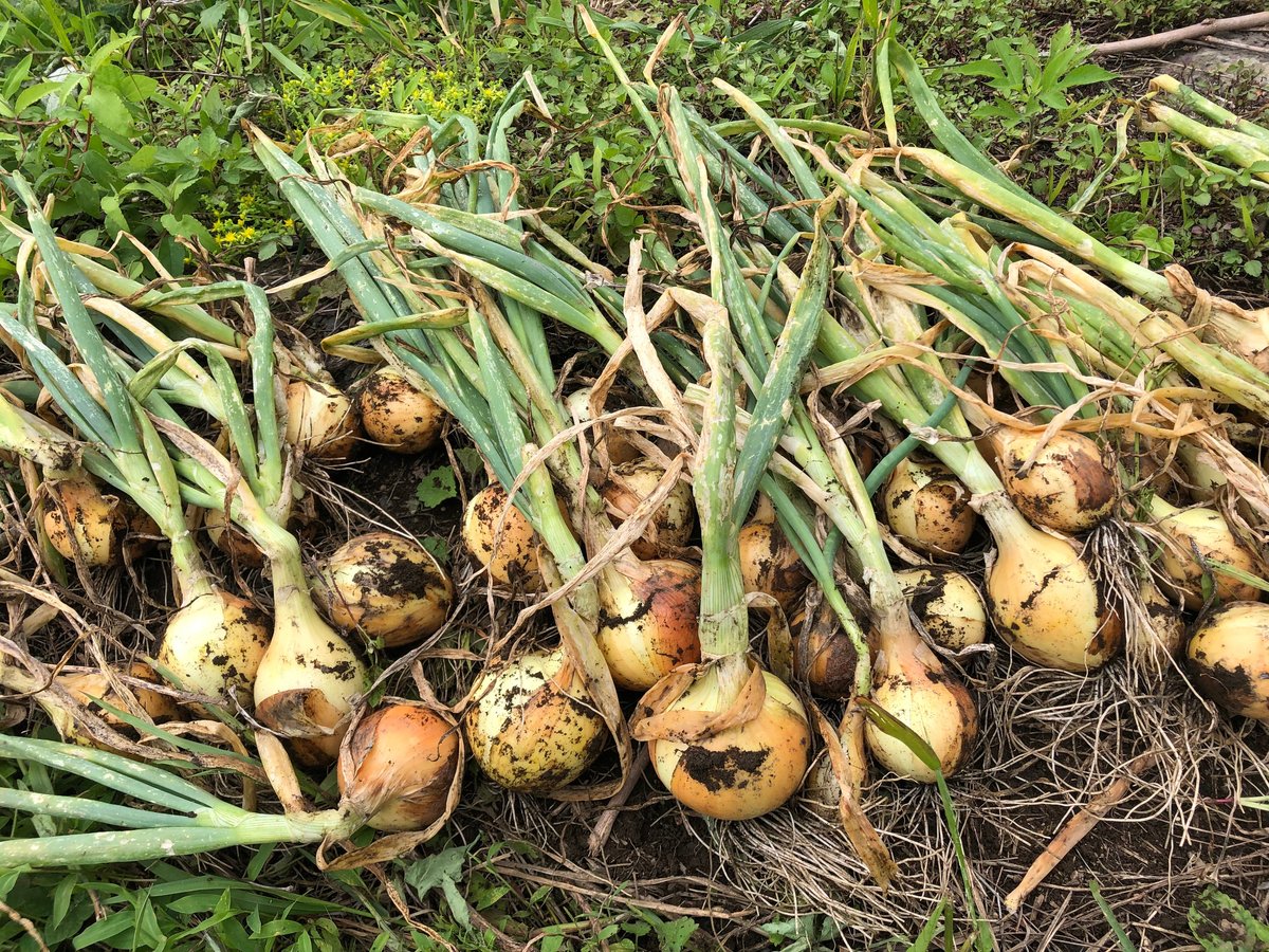 玉ねぎ苗 500本 【公式通販】