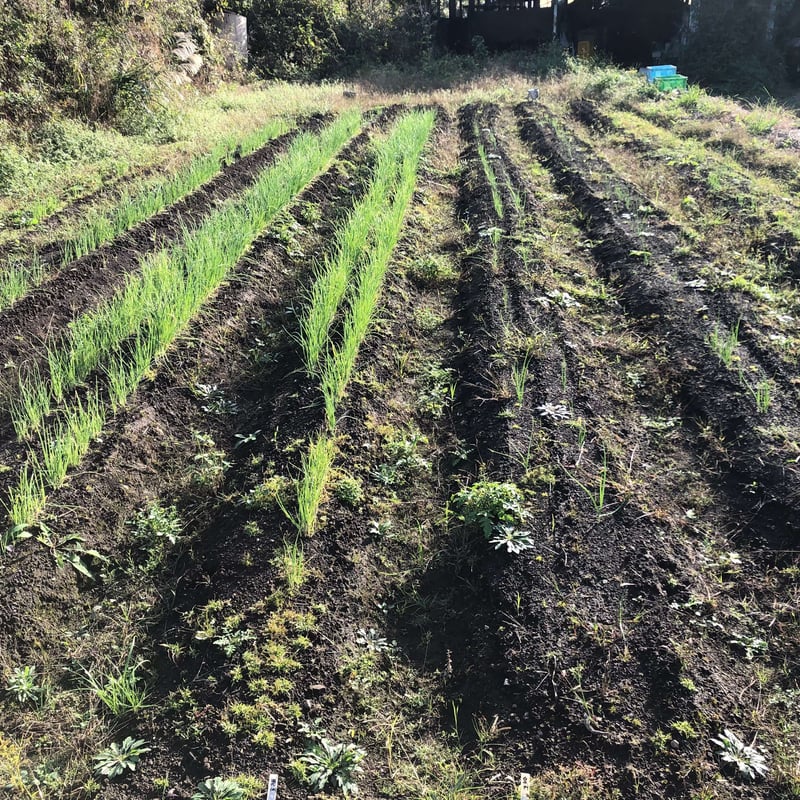 奥州玉ねぎ 自然栽培 固定種 | はせがわ農園オンラインショップ