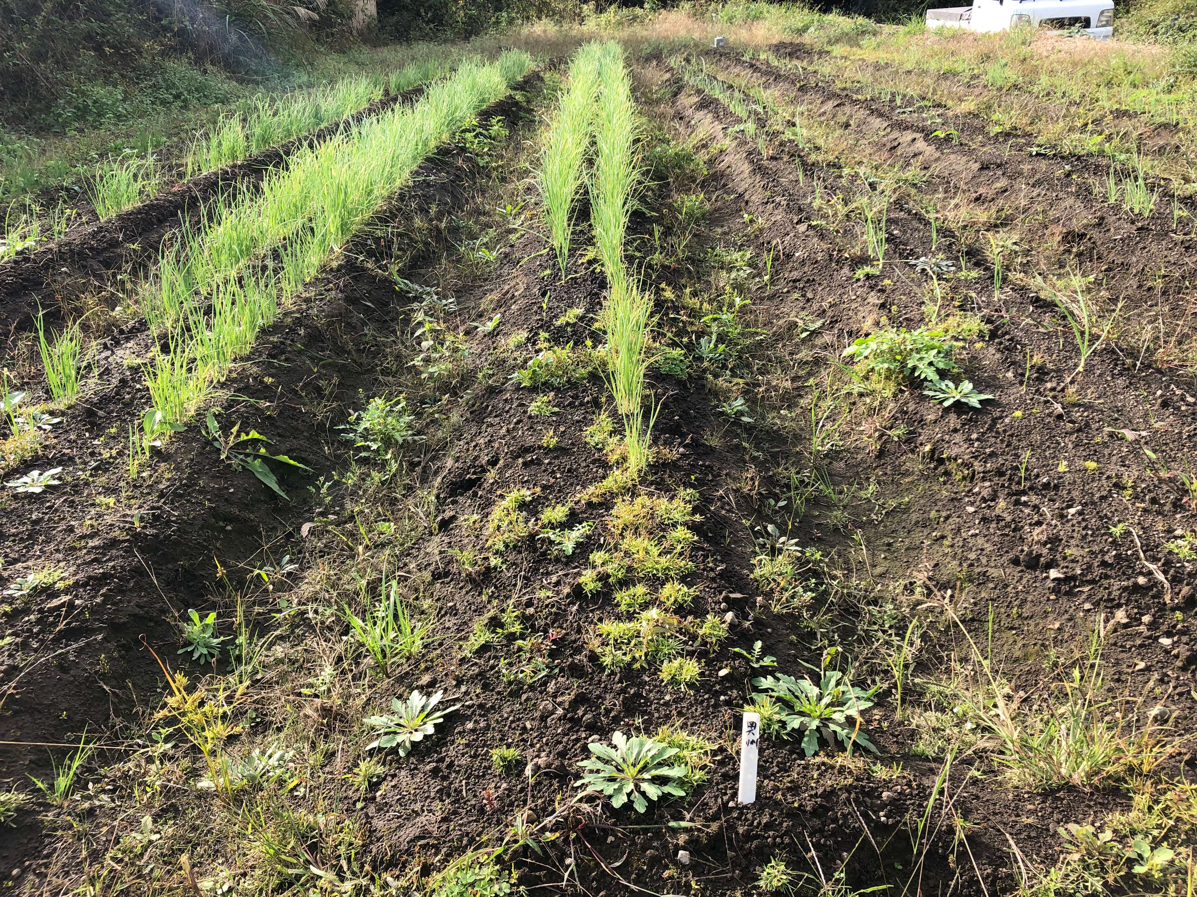 奥州玉ねぎ 自然栽培 固定種 | はせがわ農園オンラインショップ