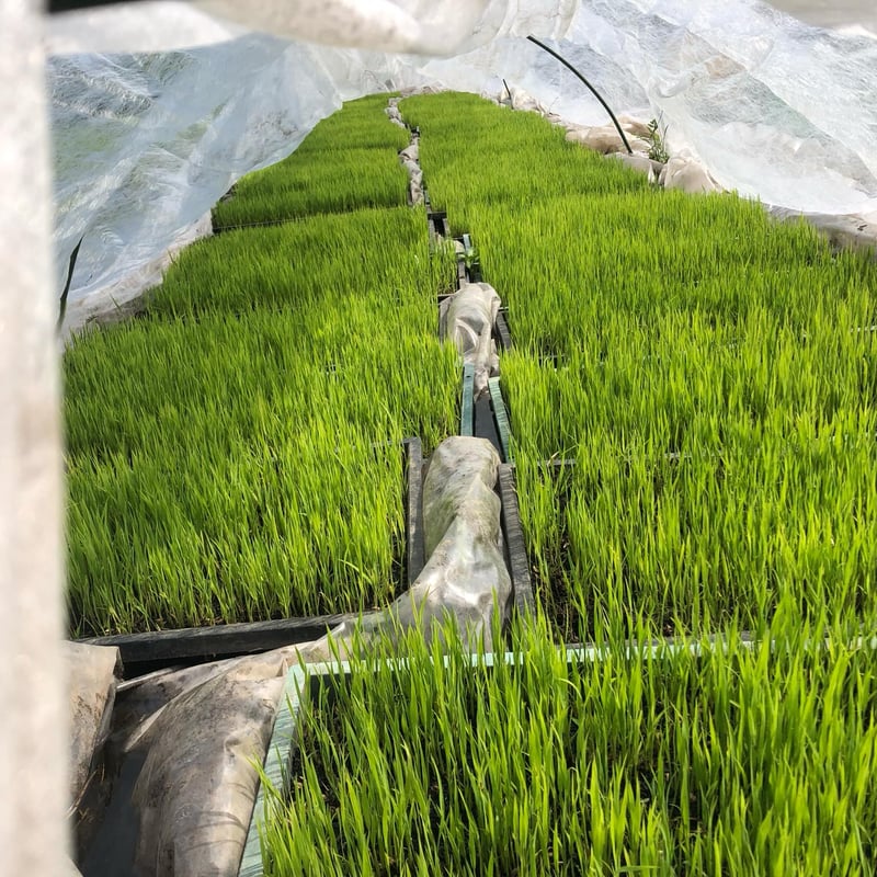 令和7年 自然栽培米 玄米、白米 ササニシキ | はせがわ農園オンライン