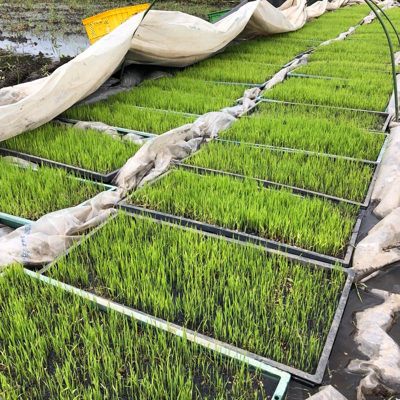 令和7年 自然栽培米 玄米、白米 ササニシキ | はせがわ農園オンライン