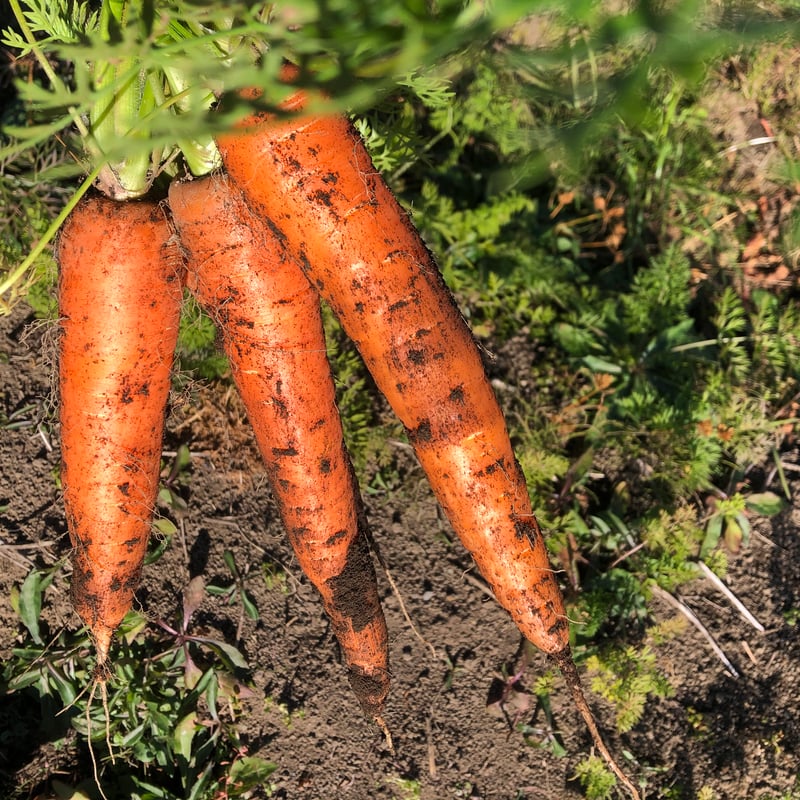 自然栽培 葉つき黒田五寸人参（自家採種、固定種） | はせがわ農園