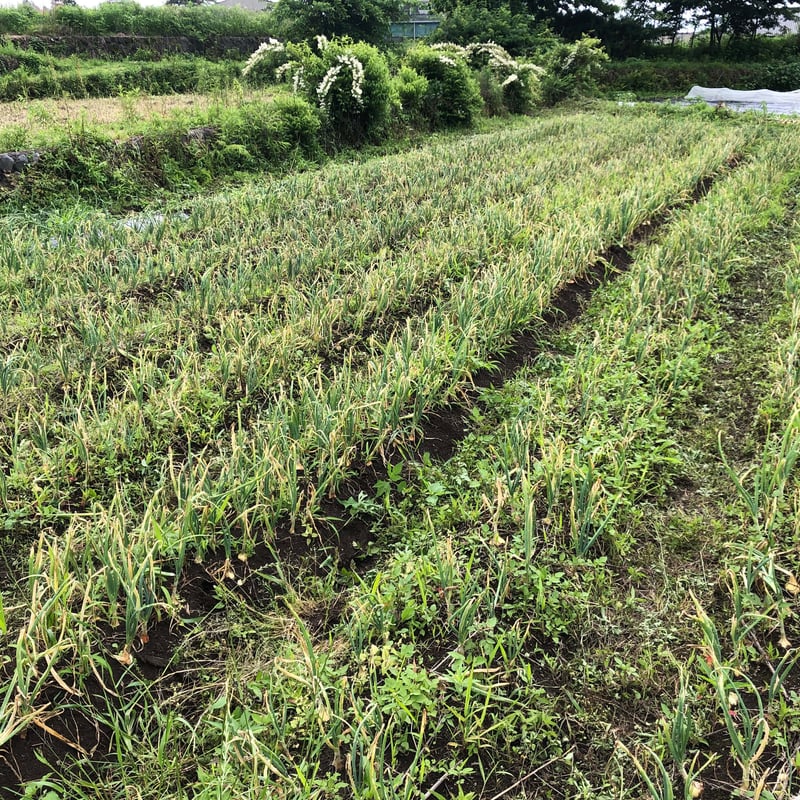 奥州玉ねぎ 自然栽培 固定種 2026年6月中旬出荷予定 | はせがわ農園
