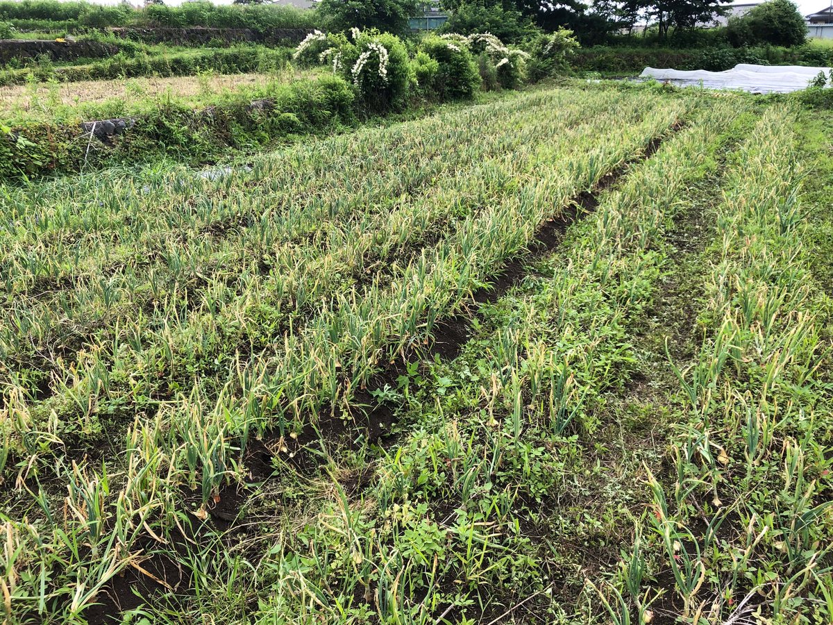 Kファクトリー　自然栽培　玉ねぎ　固定種　10キロ 自然栽培 淡路島産！! 固定種新玉ねぎ【農薬完全不使用 完全無肥料栽培
